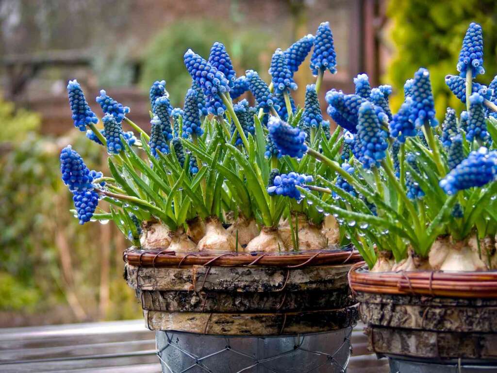 Tips for Planting Flower Bulbs