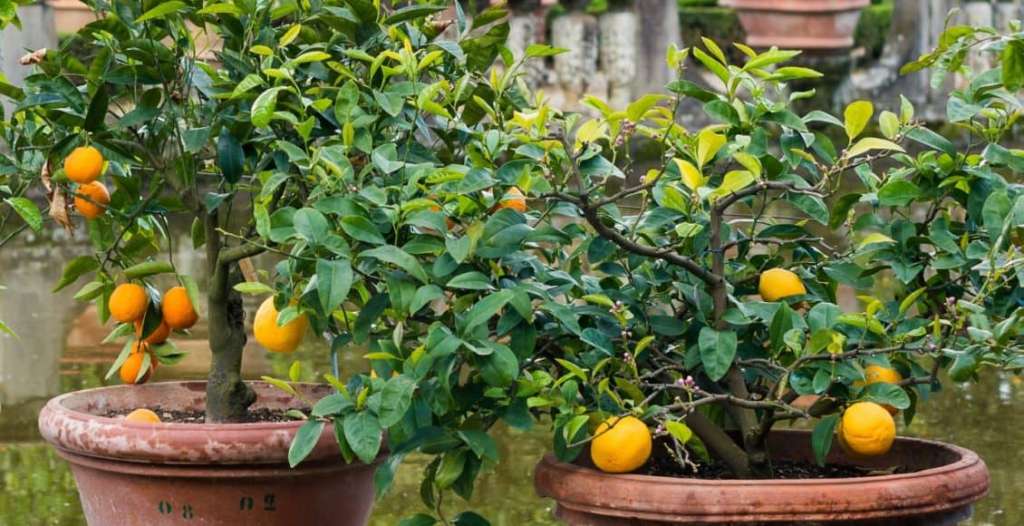 What Fruit Trees Should I Plant in a Small Garden?