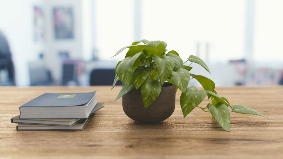 Office Indoor Plant Maintenance and Care Routines