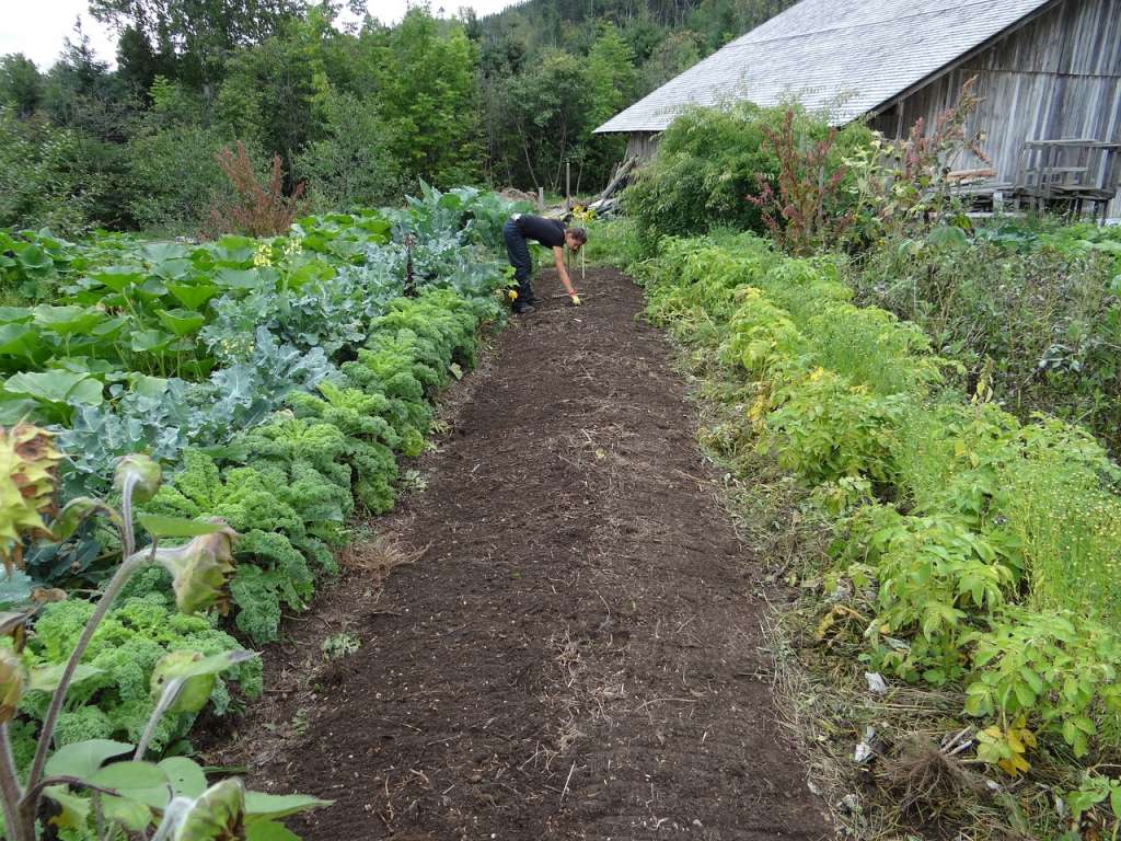 Why A Vegetable Planting Guide Is Essential