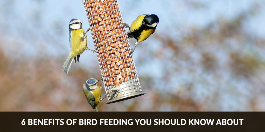 6 Benefits of Bird Feeding You Should Know About