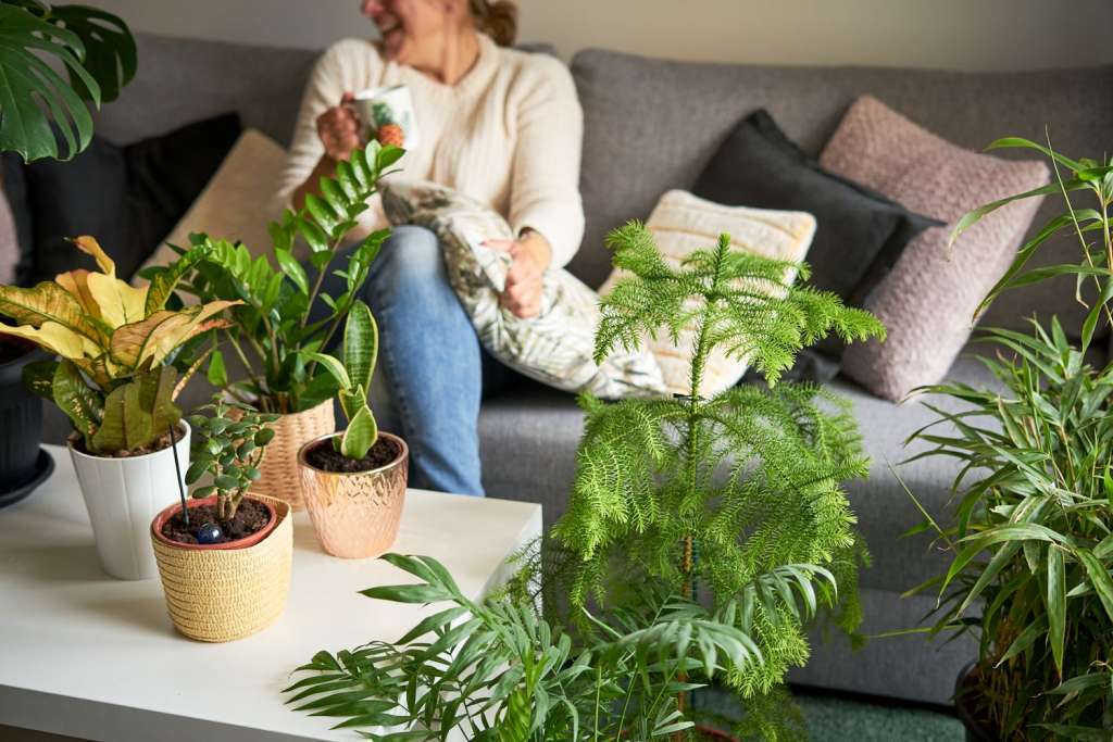 The Advantages of Having Indoor Plants