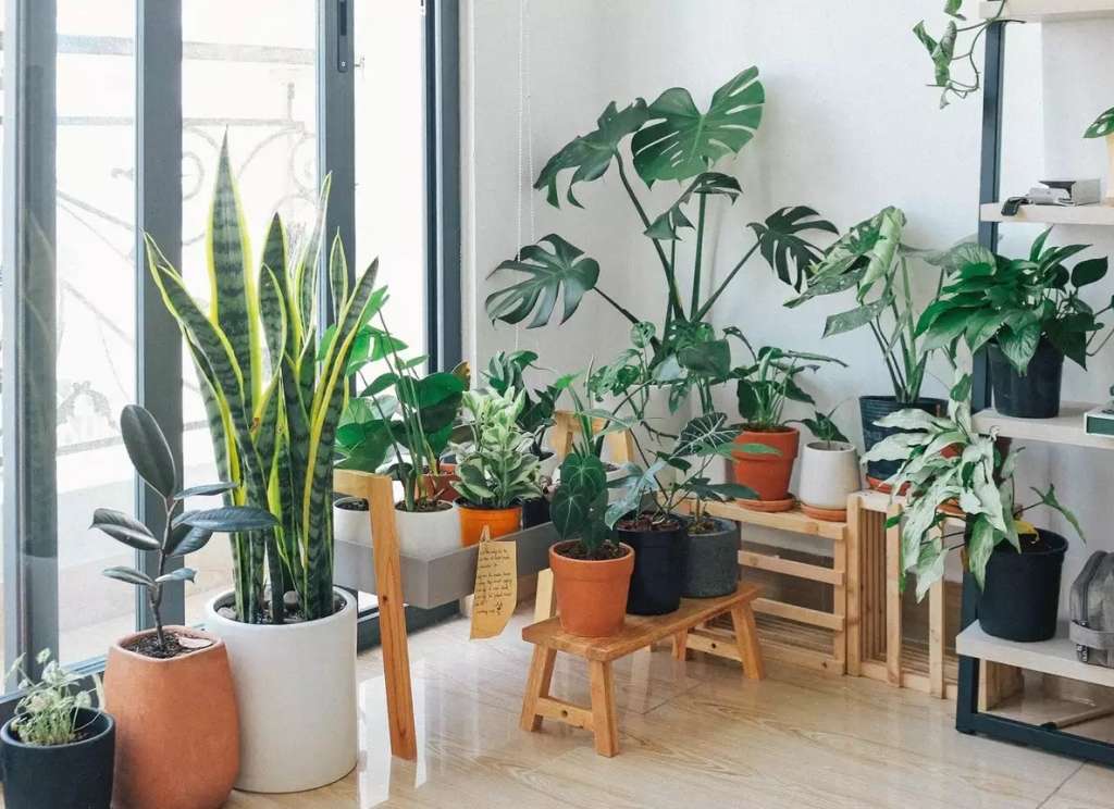 Top Reasons to Consider Indoor Gardening